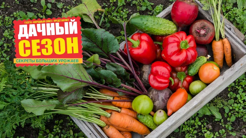 Крепкое здоровье